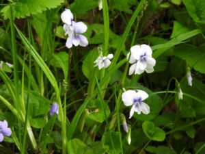 One of the best wildflower hikes in Canaan Valley, WV